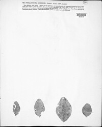 Phyllosticta robergei image
